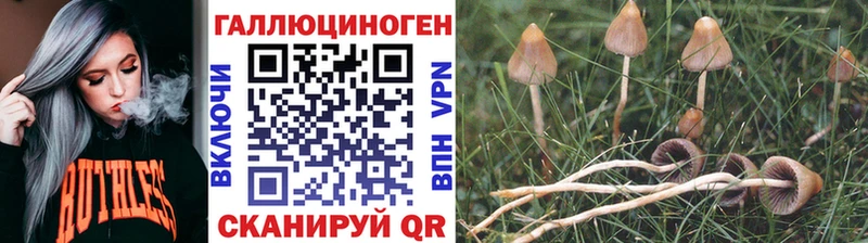 как найти   Чебоксары  Галлюциногенные грибы мицелий 